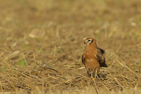 Montagu's Harrier (Circus pygargus) female, Rhineland-Palatinate, Germany