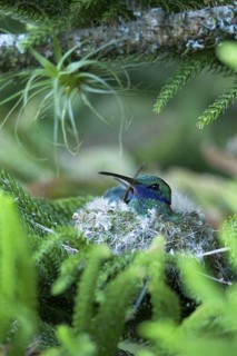 Sparkling Violetear (Colibri coruscans) at its nest in Ecuador, South America