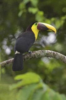 Yellow-throated Toucan (Ramphastos ambiguus swainsonii), Costa Rica