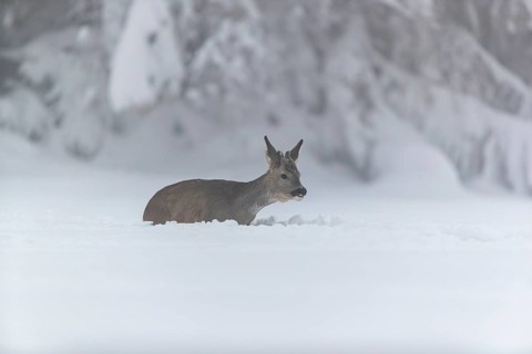 One young male Roe Deer, Roe buck (Capreolus capreolus), running through deep snow. Trees in the