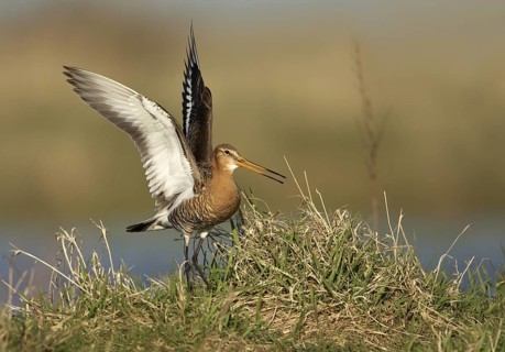 Black-tailed Godwit (Limosa limosa), Schleswig-Holstein, Germany