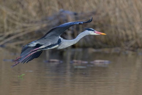 Grey heron (Ardea cinerea), adult heron in flight in front of reeds, Neckar valley,