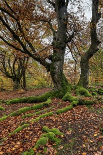 Old copper beech (Fagus sylvatica), Hutebuche, Hutewald Halloh, Hesse, Germany