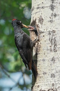 Black Woodpecker (Dryocopus martius) female feeding young at nest hole in tree, Aosta Valley, Italy