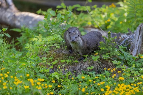 Two Eurasian otter (Lutra lutra), sitting on a mossy tree stump. Some yellow flowers (Ranunculus)