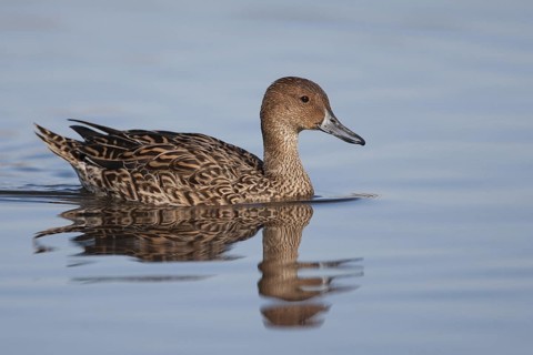 Northern Pintail (Anas acuta) female, California, USA