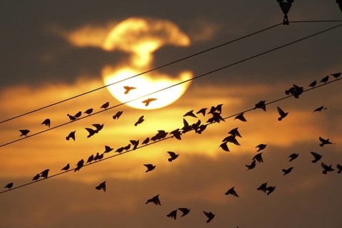Common Starling (Sturnus vulgaris), Rhineland-Palatinate, Germany