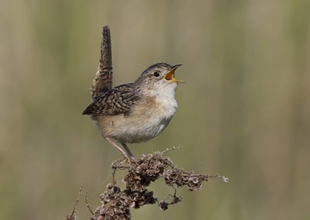 Sedge Wren (Cistothorus platensis) singing, North Dakota, USA