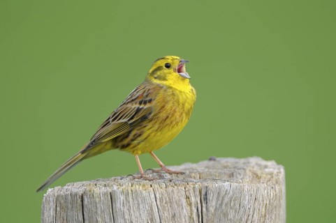 Goldammer (Emberiza citrinella), Yellowhammer, Maennchen zur Balzzeit im Prachtkleid, singend, auf