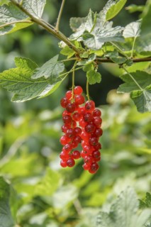Ribes rubrum 'Heinemann's Rote Spätlese', Grüne Aue 7, Naundorf, Saxony, Germany