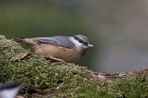 Eurasian Nuthatch (Sitta europaea), Baden-Wuerttemberg, Germany