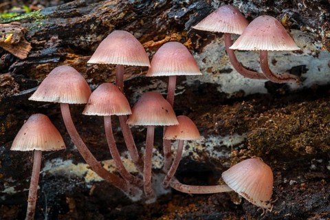 Bleeding fairy helmet, burgundydrop bonnet, bleeding Mycena (Mycena haematopus, Agaricus