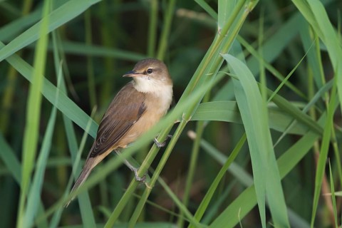 Clamorous Reed Warber - Stentorohrsänger - Acrocephalus stentoreus ssp. brunescens, Sultanate of