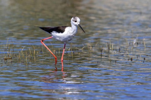 Black-winged stilt (Himantopus himantopus) adult female foraging in shallow water of pond at
