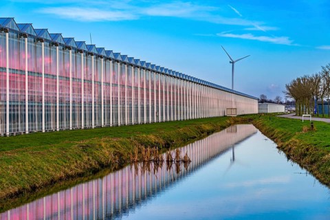 Large greenhouses for cucumbers and strawberries, over 10 hectares, the plants are artificially