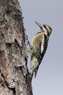 Yellow-bellied Sapsucker (Sphyrapicus varius), Florida, USA
