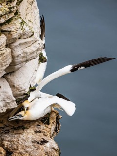 Northern Gannet, Morus bassanus, bird in flight over sea, Bempton Cliffs, North Yorkshire, England,