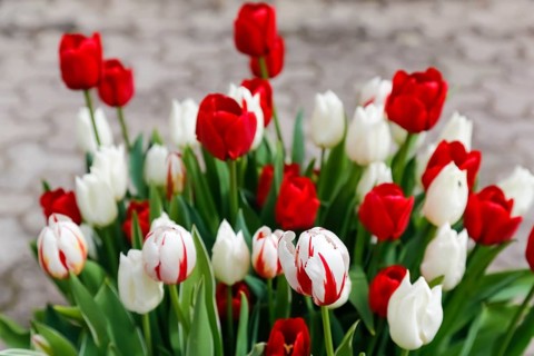 Gönningen tulip blossom, tulips (Tulipa), flowers, red and white blossoms, spring bloomers, bulbous