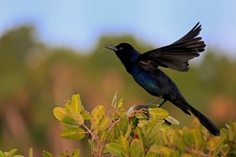 Boat-tailed grackle (Quiscalus major), adult, male, courtship display, singing, Waiting, Merritt