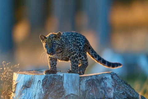 Indian leopard (Panthera pardus fusca), young animal on tree trunk in forest