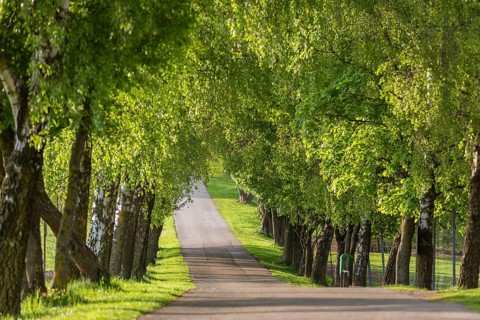Tree alley in the Mühlviertel, Austria