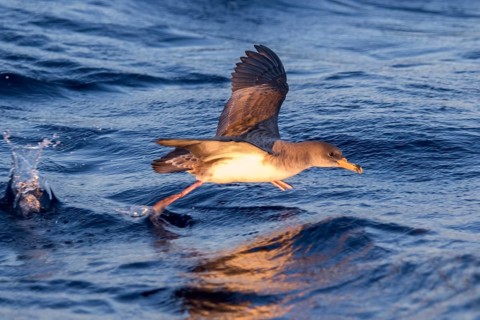 Cory's Shearwater (Calonectris borealis) flying, Ibiza, Spain
