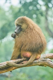 Guinea baboon (Papio papio) sitting on a tree, rainy, captive, Bavaria, Germany