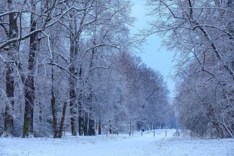 Natural monument Pieschener Allee in the snow, four-row lime tree avenue (Tilia) in the Ostragehege