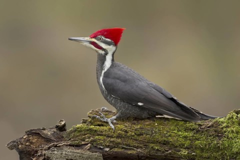 Pileated Woodpecker (Dryocopus pileatus) male, Ohio, USA