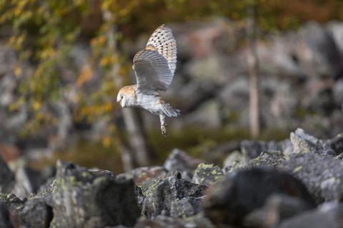 One barn owl (Tyto alba) flying over a field of rocks. Trees in autumnal colors in the distant
