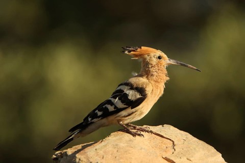 Hoopoe (Upupa epops) near Caceres, Extremadura, Spain