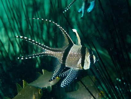 A black and white spotted fish, Banggai cardinalfish (Pterapogon kauderni), swimming underwater in