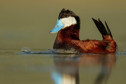 Ruddy Duck (Oxyura jamaicensis) swimming in a pond in the interior of British Columbia, Canada