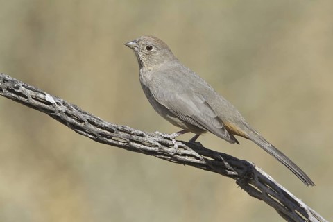 Canyon Towhee (Melozone fusca), New Mexico, USA