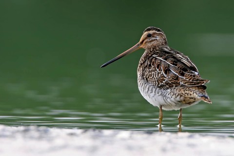 Common Snipe (Gallinago gallinago), Lesvos, Greece