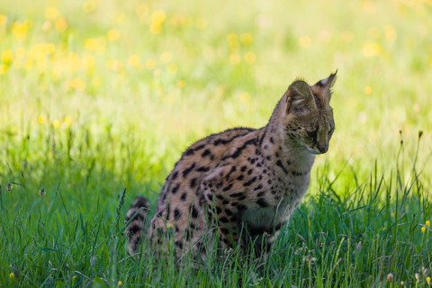 A serval, Leptailurus serval, sits on a green meadow on a sunny day