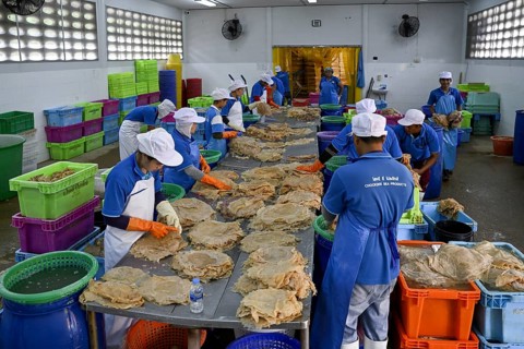 Employees of the company Chockdee Sea Products prepare dried jellyfish for export, Min Buri, near