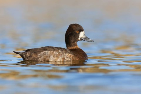 Lesser Scaup (Aythya affinis) female, British Columbia, Canada