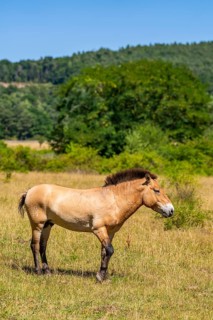Przewalski horse in the Aschaffenburg National Natural Heritage Site, former military training