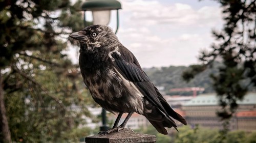 Close-up of a crow (corvidae) sitting on a railing with cityscape in the background, Prague, Czech
