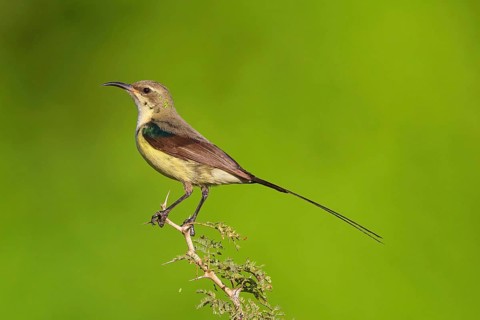 Green-breasted Sunbird, Green-throated Sunbird, Hedydipna platura, Anthodiaeta platura, (Anthreptes