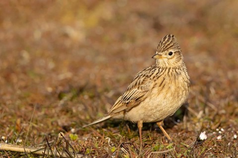 Eurasian Skylark (Alauda arvensis) perched on the ground, Smaland, Sweden
