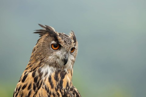 Eurasian Eagle-Owl (Bubo bubo) captive, Germany