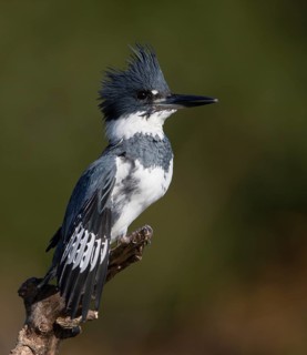 Belted Kingfisher (Megaceryle alcyon) male, Florida, USA