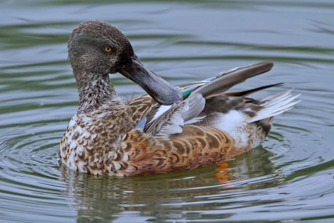 Northern Shoveler (Spatula clypeata) female preening, Mecklenburg-Western Pomerania, Germany
