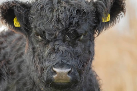 Domestic cattle or cow (Bos taurus) juvenile baby calf farm animal head portrait, England, United