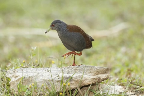 Black-tailed Crake (Porzana bicolor), Doi Inthanon, Thailand