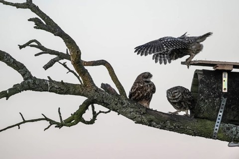 Little owls (Athene noctua), Emsland, Lower Saxony, Germany