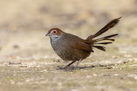 Rufous Bristlebird (Dasyornis broadbenti) perched on the ground, Victoria, Australia