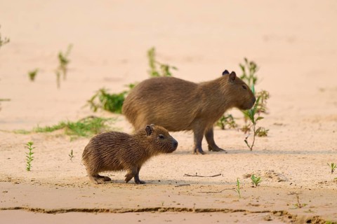 A young and an adult capybara standing curiously on the sand, Capybara, capybara (Hydrochoerus